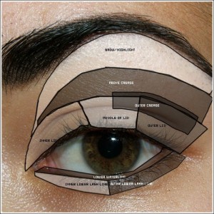 Eyelid Diagram